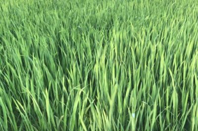 茭白的施肥方法,生长过程中需要追肥3-4次