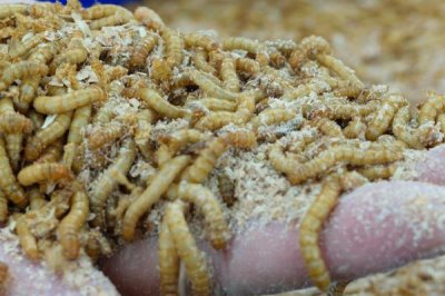 蛋白虫变成甲壳虫怎么饲养,需配备网筛供成虫产卵使用