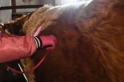 母牛下完犊多久能打口蹄疫苗,至少要3周以后才能打口蹄疫苗