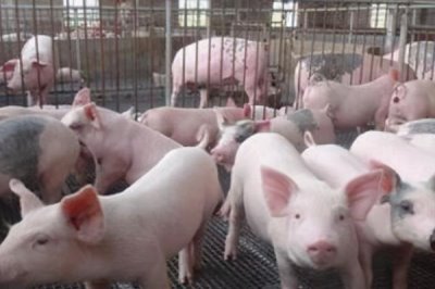 猪可以活多少年,正常寿命在二十年左右