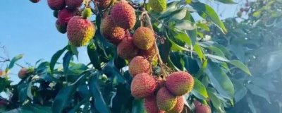 荔枝喜欢阳光吗,荔枝树生长期需要长时间的阳光照射