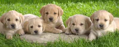 小狗拉稀带血的原因,首先要考虑的是否感染了传染病