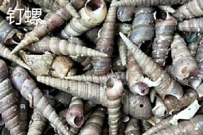 锥螺壳可以做什么,一般被当做药材使用