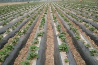 甘薯地膜覆盖种植方法,生育后期低温会影响产量