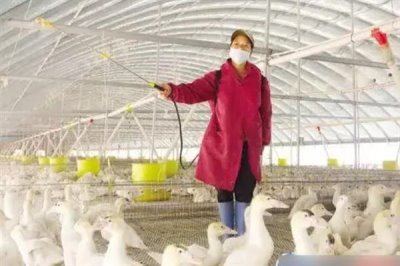 鸭子圈养技术,选择优良的品种是关键