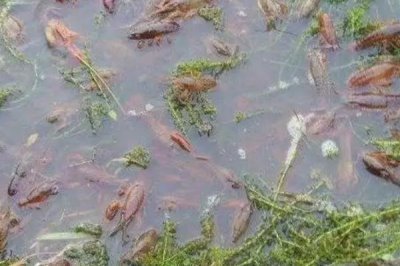 一亩小龙虾的利润,通常为2000-3000元左右