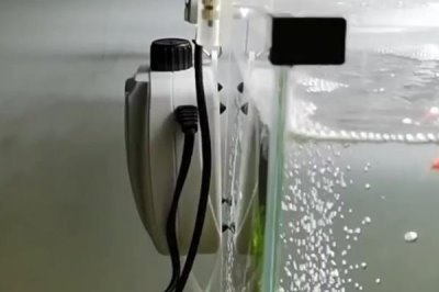 孔雀鱼的氧气要求，密度比较高则需要打开氧气