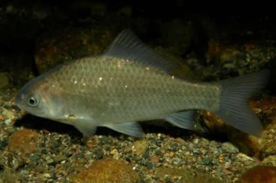 鲫鱼一年可以增重多少，人工养殖一年能增长150-200克左右