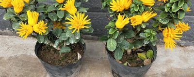 佛手种植注意事项，选择偏酸性的土壤为佳