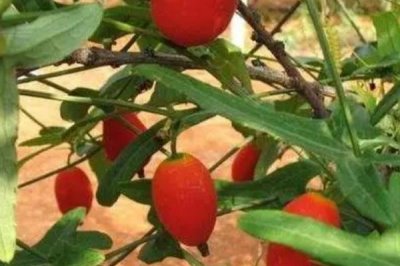 红香果的价格和种植前景,一斤需要100元左右