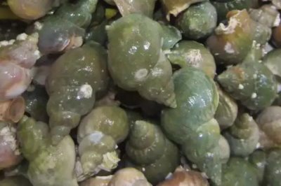 翡翠螺的产地,主产于大西洋西部海域