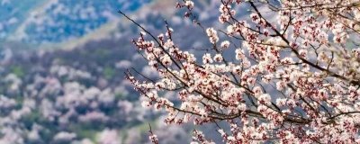 伊犁吐尔根杏花的花期时间，在3-4月份开花