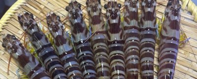 竹节虾和明虾有什么区别,前者呈蓝褐色、后者呈青蓝色或棕黄色