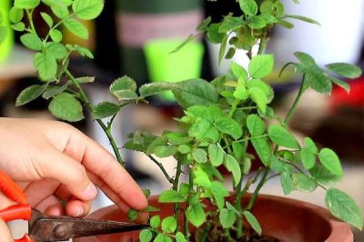 如何养殖盆栽月季花，单枝套袋后可放在自然环境中养护