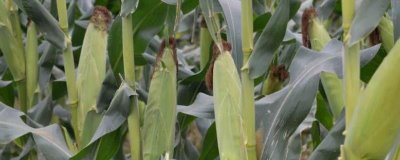 日茂7号玉米种简介，注意防治玉米丝黑穗病