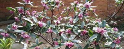 金边瑞香冬季养护方式,霜降之后就要挪至室内