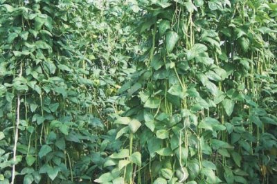 豆角叶卷曲怎么治，了解病因后再对症下药