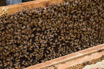 中蜂秋季管理的重点,重点工作是秋繁