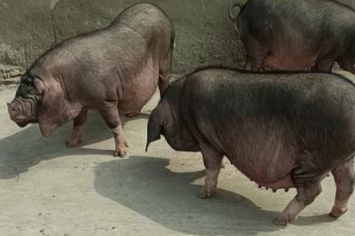 太湖母猪配什么猪种，要根据养殖者的需求来决定