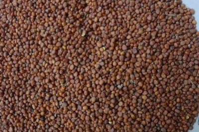 芽苗菜种子有哪些,常见的有绿豆、黄豆、黑豆、豌豆、相思豆等