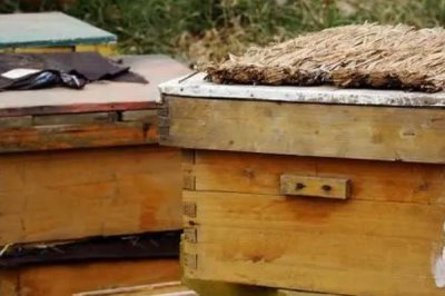 养蜂十二口诀,一月保温、二月通风