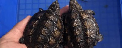 杂佛鳄龟喜欢吃什么,肉食性食物、蔬果都可以