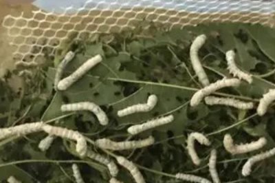 蚕的养殖方法,补催青时需要避免日晒
