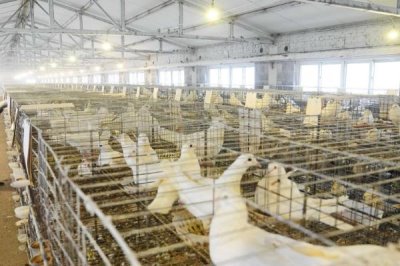 养殖鸽子怎么检查健康状况,健康的鸽子比较活泼且敏感