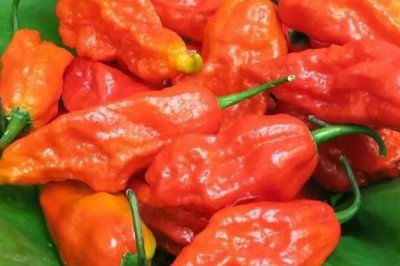 魔鬼辣椒的辣度，辣度超过100万“史高维尔”