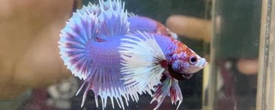 怎么养泰国斗鱼,建议用大点的水族箱