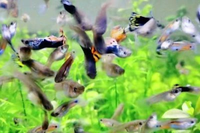 斑马鱼和孔雀鱼能混养吗，斑马鱼和孔雀鱼可以一起养