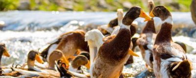 临武鸭孵化管理要点，应做好种蛋的挑选工作