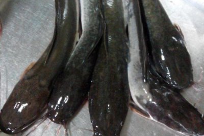 野生鲶鱼一般多少斤,重量和鲶鱼种类有关