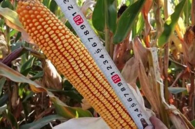 廊平甜糯1号玉米种子介绍,中抗矮花叶病