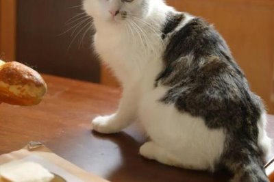 猫打喷嚏怎么办，根据病因对症治疗