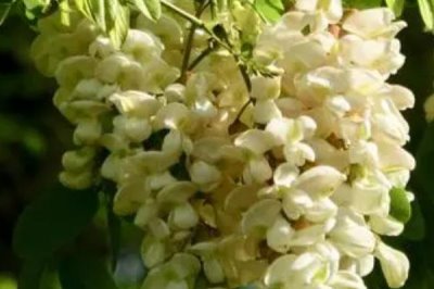 我国主要蜜源植物分布及花期,油菜分布最广