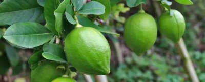 香水柠檬施肥方法，膨大期要频施磷钾肥