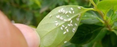 花卉出现白色虫子如何处理,剪除受害部位再喷施对应药物