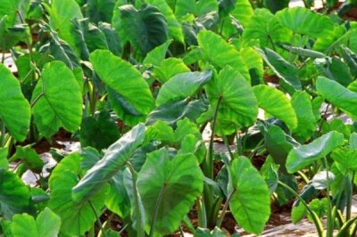 芋头的种植时间,一般在3月上中旬种植