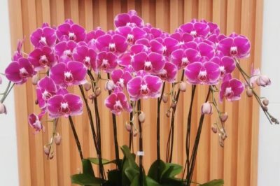 蝴蝶兰的正确浇水方法,不同季节的浇水方法不同