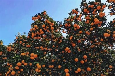 橘子的产地,分布在北纬16-37°之间