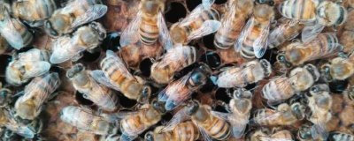 意蜂秋季养殖管理技术，重点是培育适龄越冬蜂