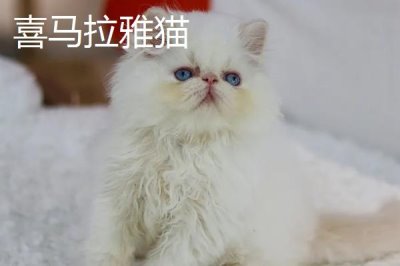 猫的品种,这五个品种各有各的优势与特点