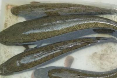 黑鱼如何喂养,饲料有新鲜的动物饵料和人工搭配饲料