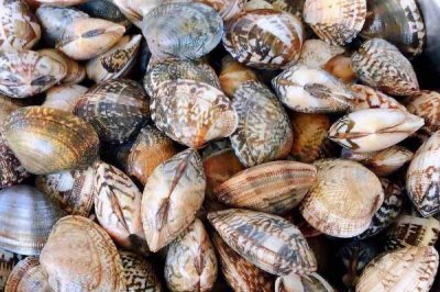 花甲简介,广泛分布于世界各大洋