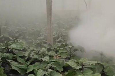 萘乙酸的作用，可以起到疏果、促进生根、防落果等效果