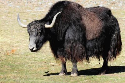 一头牦牛能卖多少钱,可以卖大约1-2万元