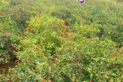 小米辣栽培技术,定植在土壤温度为15℃以上的时候进行