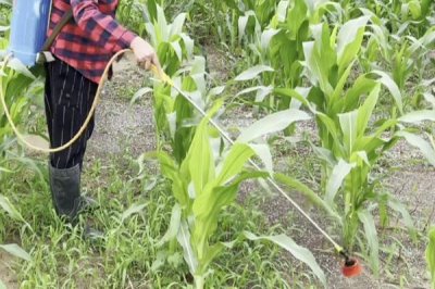 玉米苗期可以喷哪种叶面肥,尿素、磷酸二氢钾等肥料均可使用
