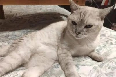 猫咪为何一直蹭人还叫唤,可能是正在发情等原因所导致